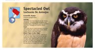 1114524_0501a_12x24 Spectacled Owl_012517 v1 PATH